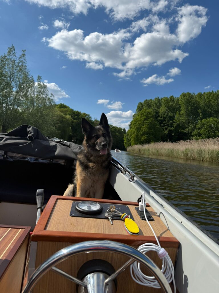 Hond mee